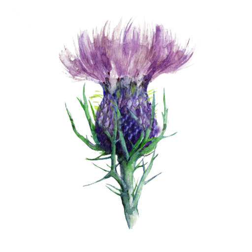 cropped-kisspng-scotland-milk-thistle-flower-hand-painted-milk-thistle ...