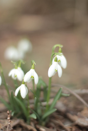 April 2021 Newsletter
