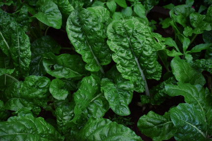 Spinach Recall, E. Coli and Earthbound Farms Organic&nbsp;Spinach