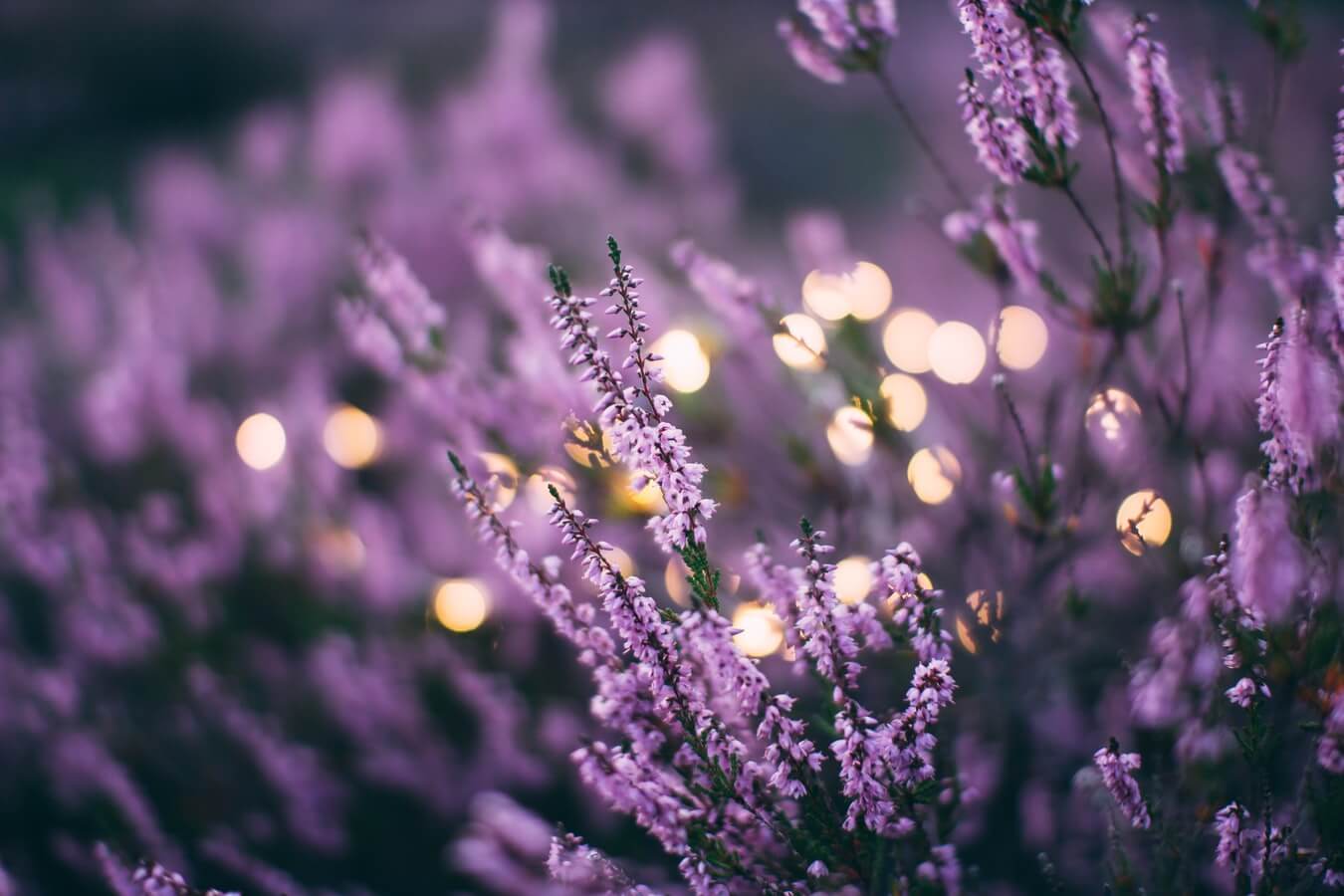 In the Quiet of Advent, the Call